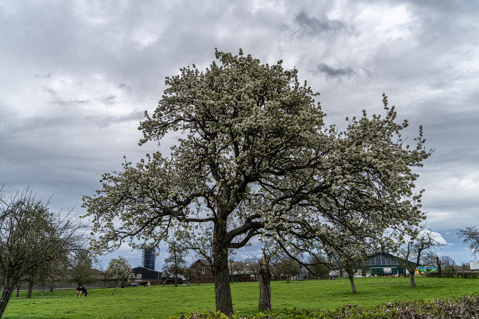 Obstblüte/Aprilhimmel