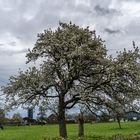 Obstblüte/Aprilhimmel