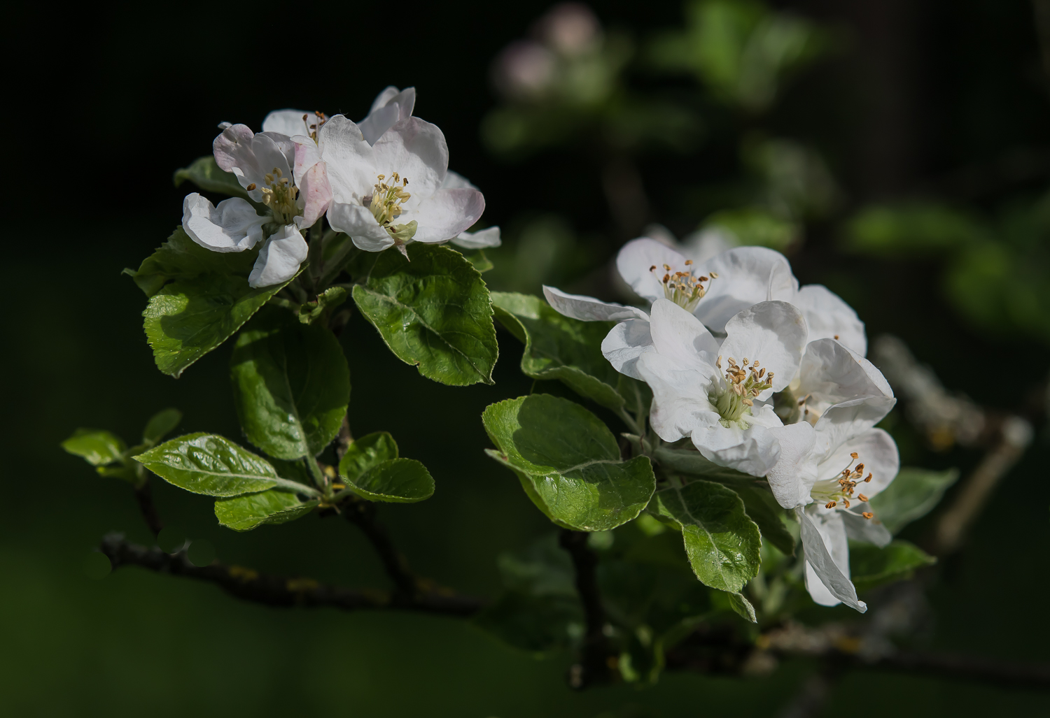 OBSTBLÜTEN