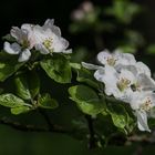 OBSTBLÜTEN