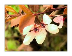 Obstblüten