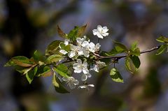 Obstblüten (2)