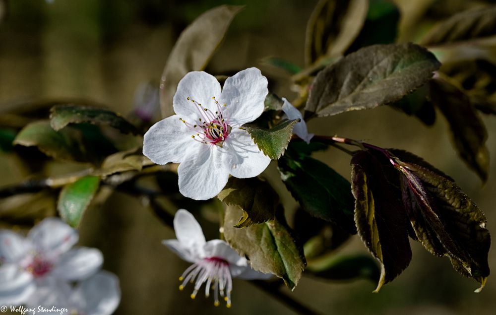 Obstblüten (2)