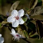 Obstblüten (2)