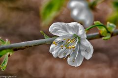 Obstblüten (3)