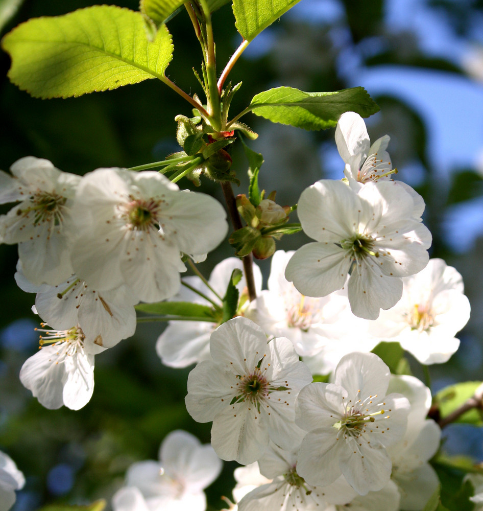 Obstblüten