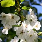 Obstblüten