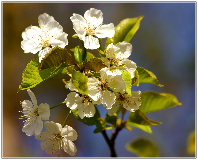 Obstblüten