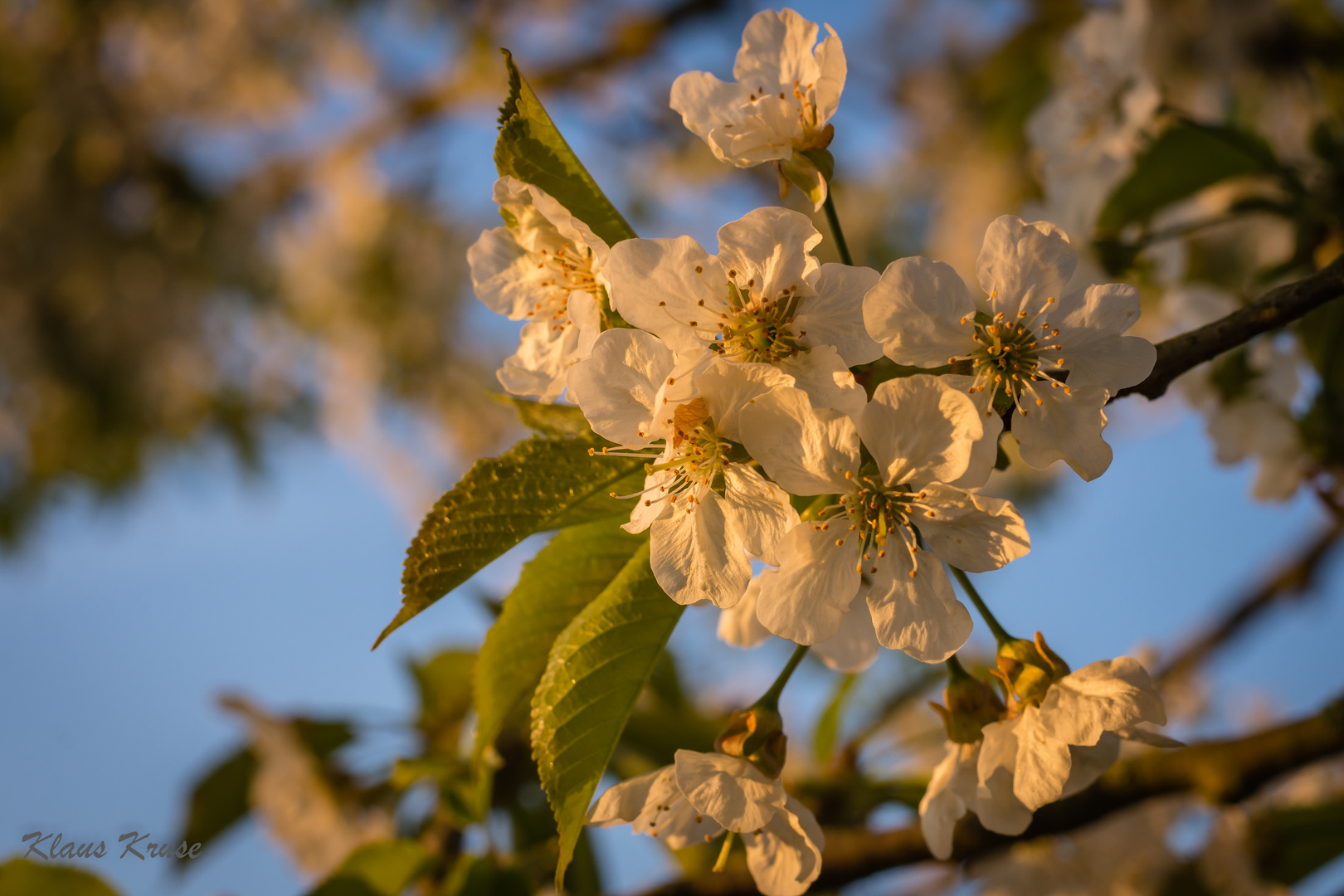 Obstblüten...