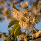 Obstblüten...