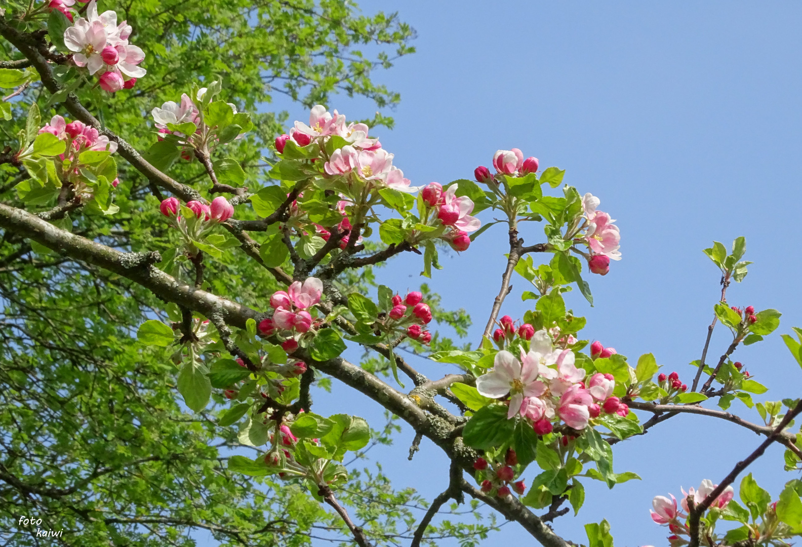 Obstblüten