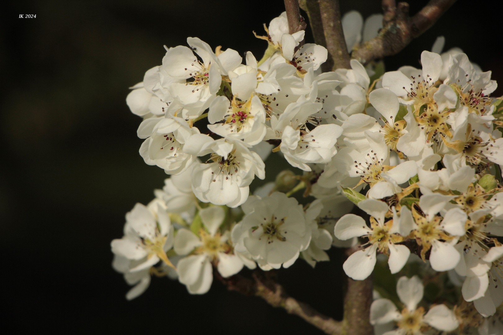 Obstblüten.....