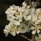 Obstblüten.....