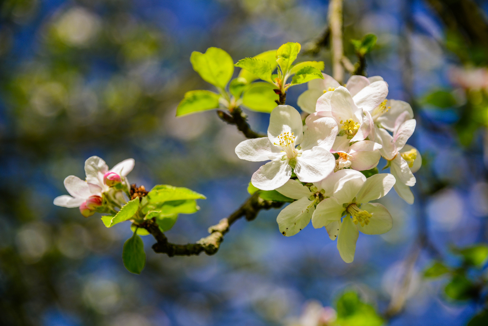 Obstblüten