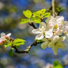 Obstblüten