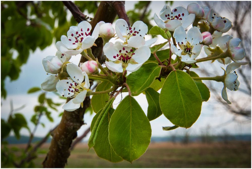 Obstblüten