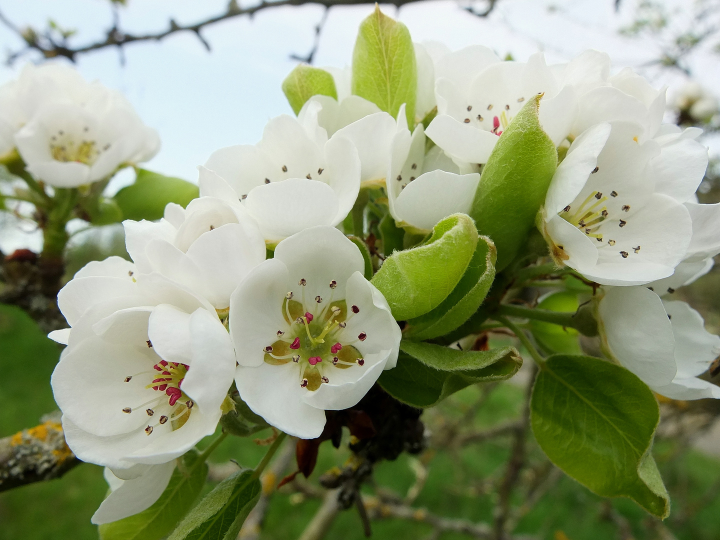 Obstblüten