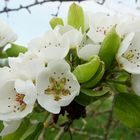 Obstblüten