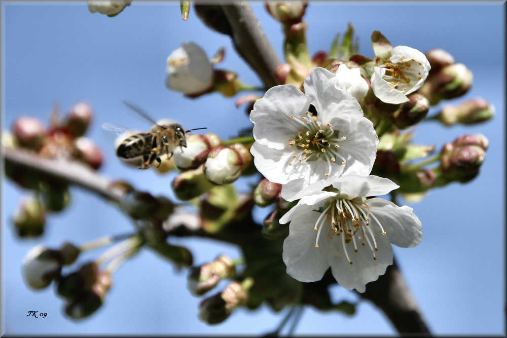 Obstblüten