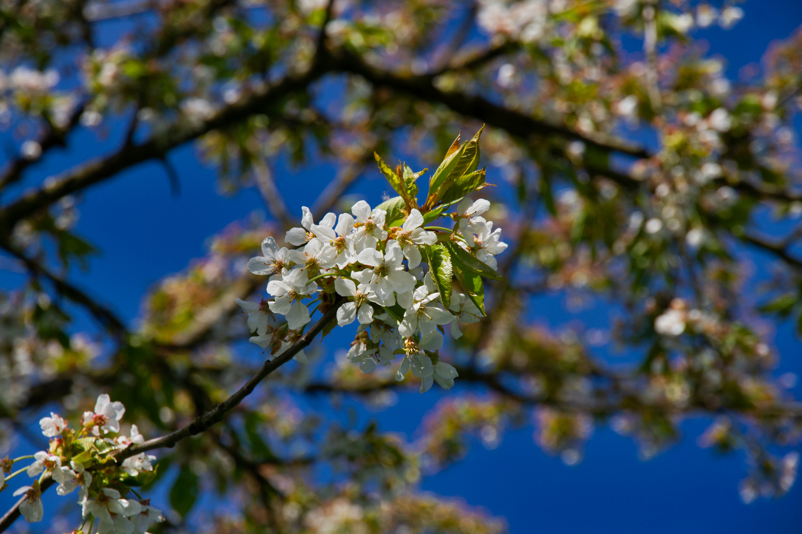 Obstblüten