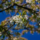 Obstblüten