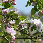 Obstblüten I