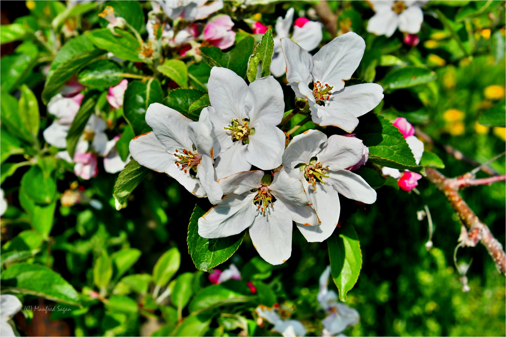 Obstblüten im Alten Land