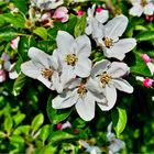 Obstblüten im Alten Land