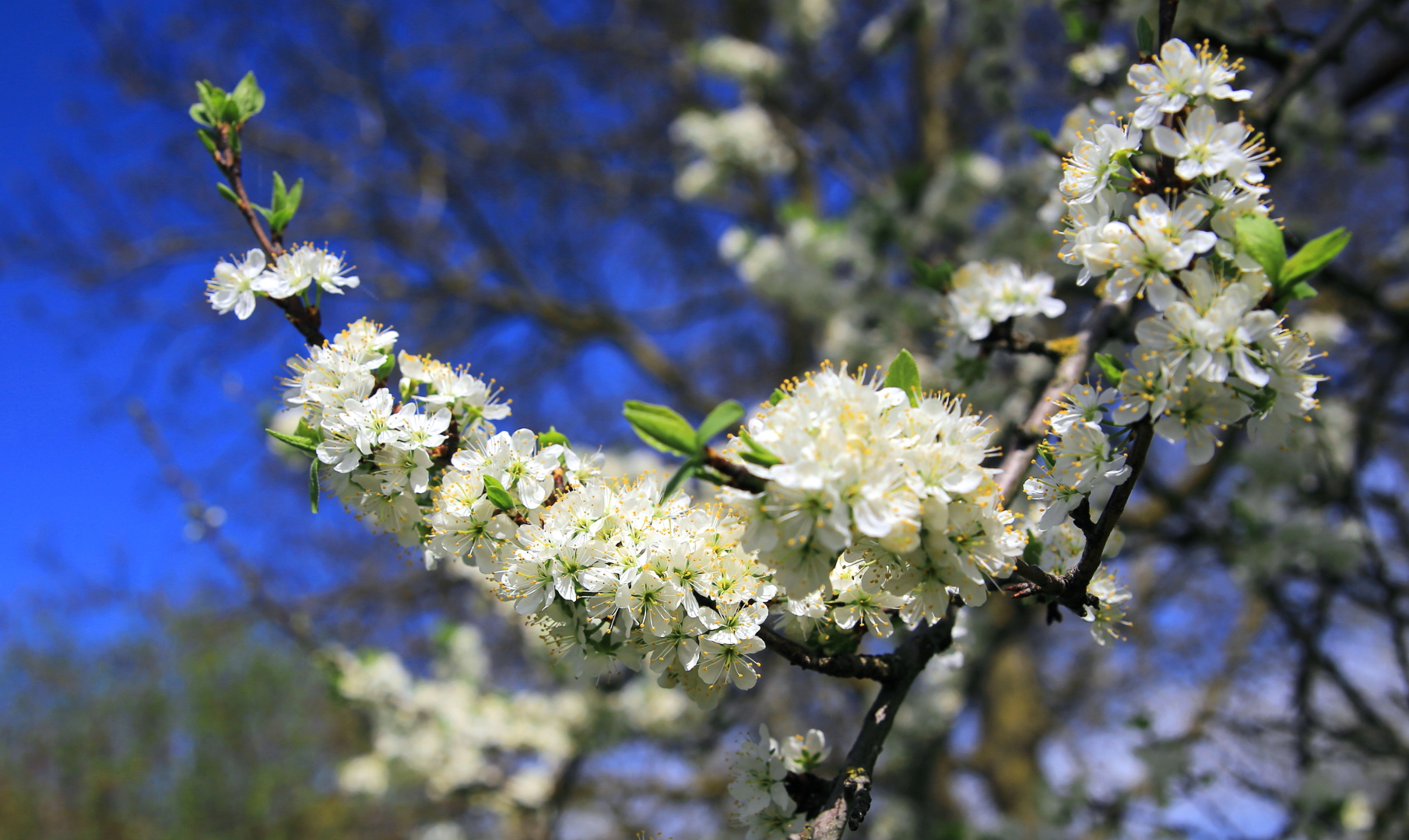 Obstblüten im Markgräflerland