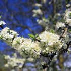 Obstblüten im Markgräflerland