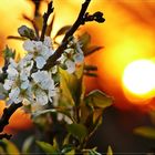 Obstblüten in der Abendsonne...