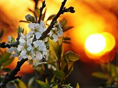 Obstblüten in der Abendsonne...