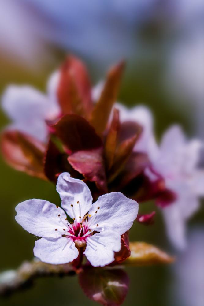 Obstblüten-Makro