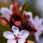 Obstblüten-Makro