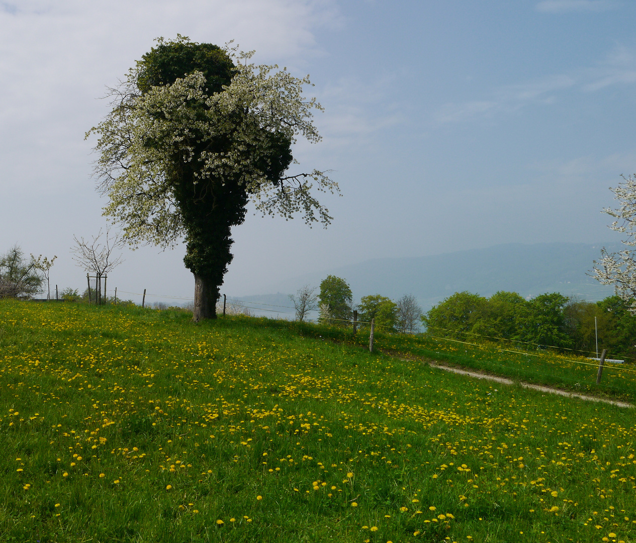 Obstblüten mit Efeu