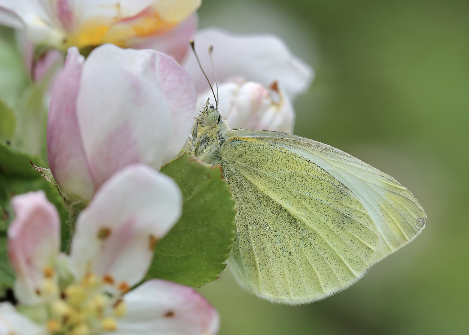 Obstblüten-Regenschutz