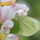 Obstblüten-Regenschutz