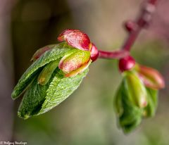 Obstblütenknospe