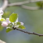 Obstblütenpanorama