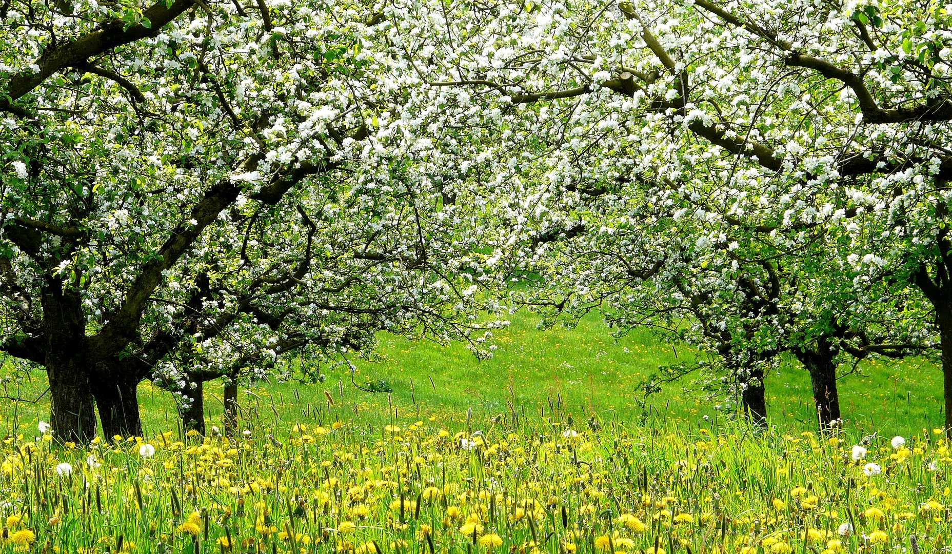 Obstblütenpracht