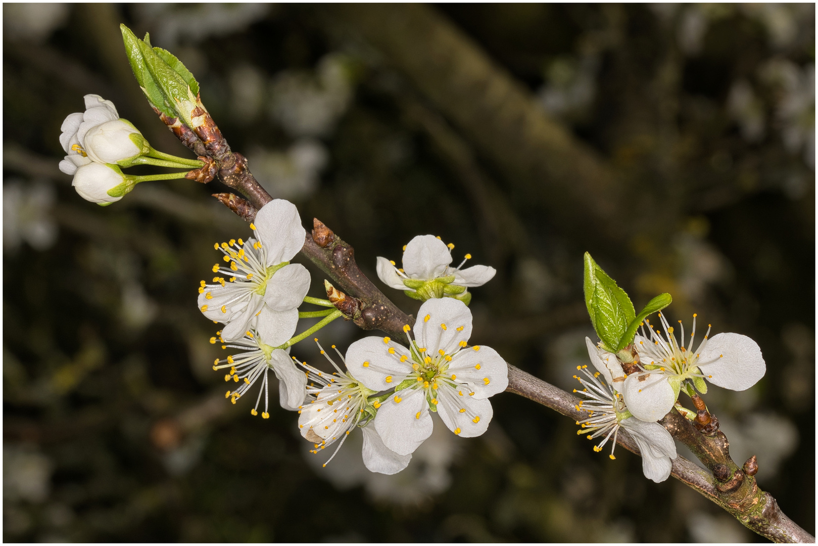 Obstblütenzweig