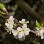 Obstblütenzweig