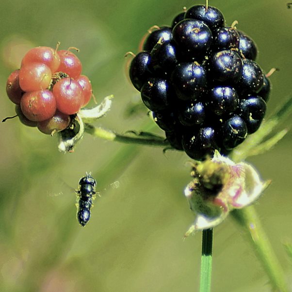 Obstfliege mit Ziel im Auge 