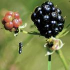 Obstfliege mit Ziel im Auge 