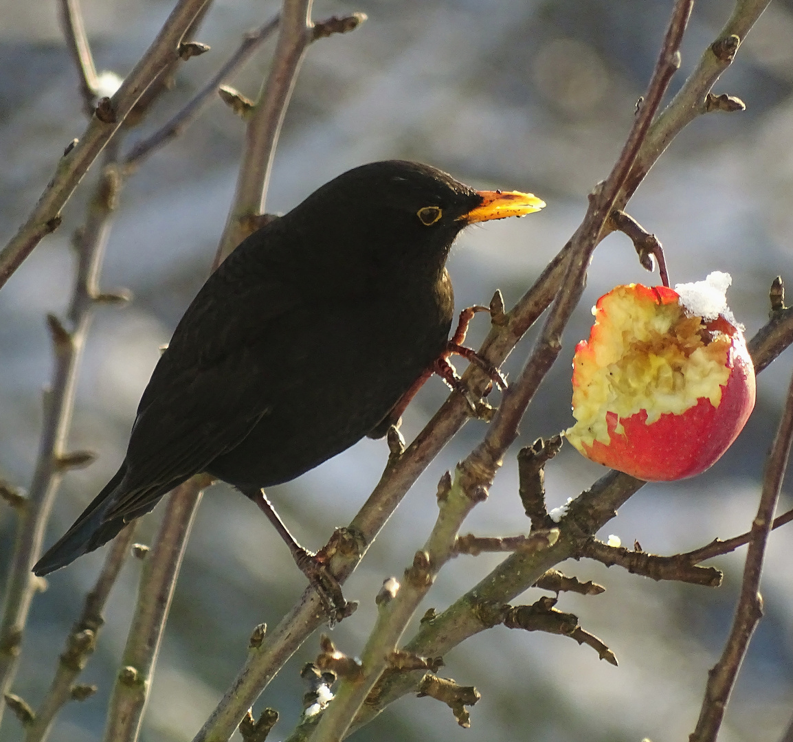 Obstfrühstück