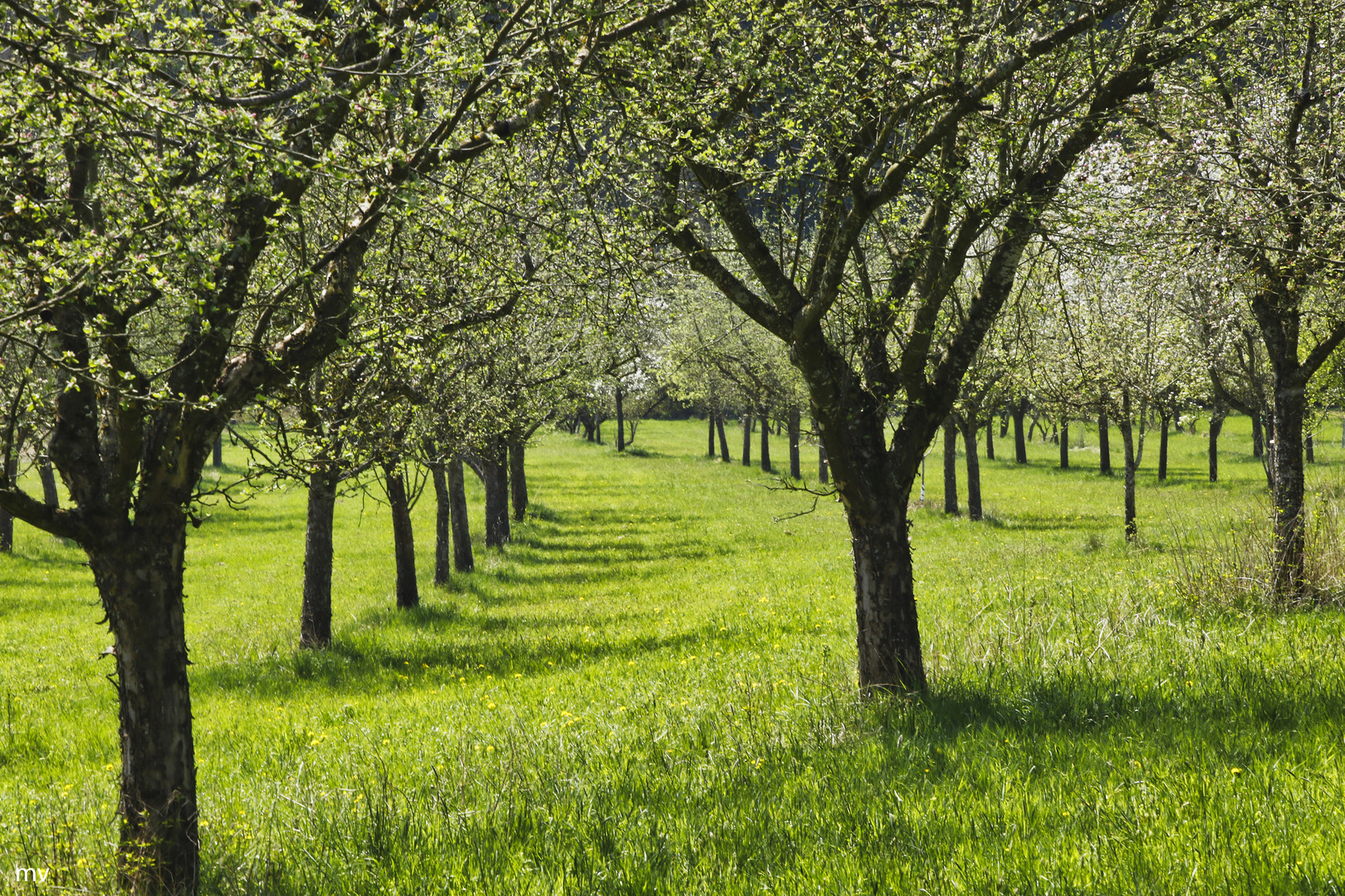 Obstgarten