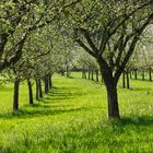 Obstgarten