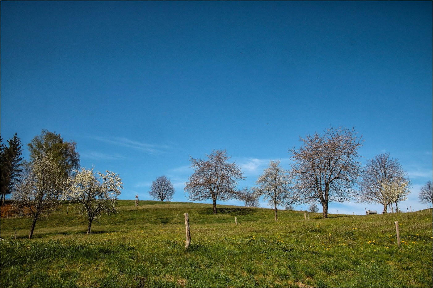 Obstgarten