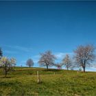 Obstgarten