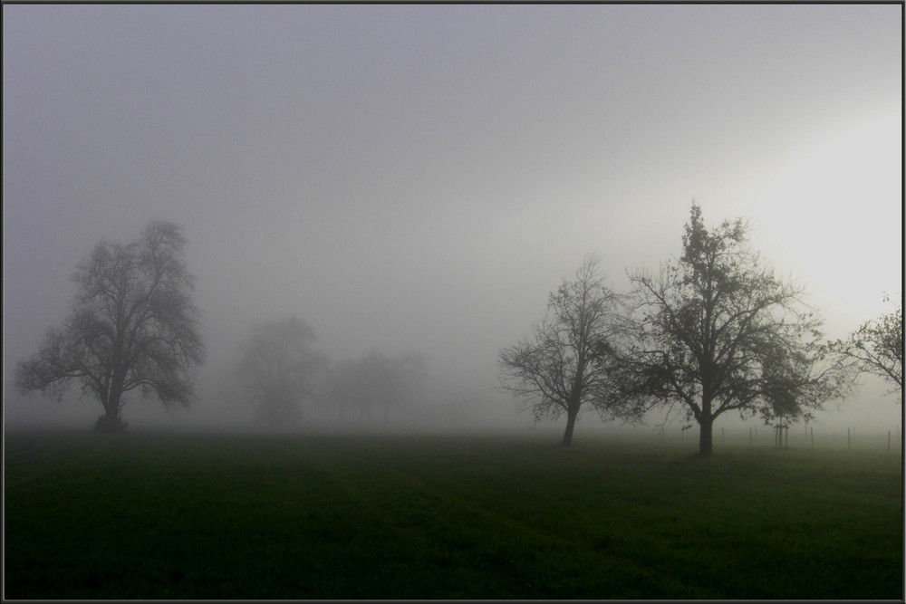 Obstgarten